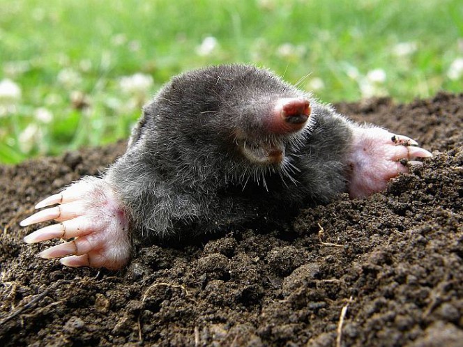 Kurmis