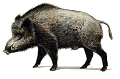 Wild boar