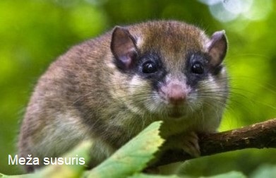 Susuris