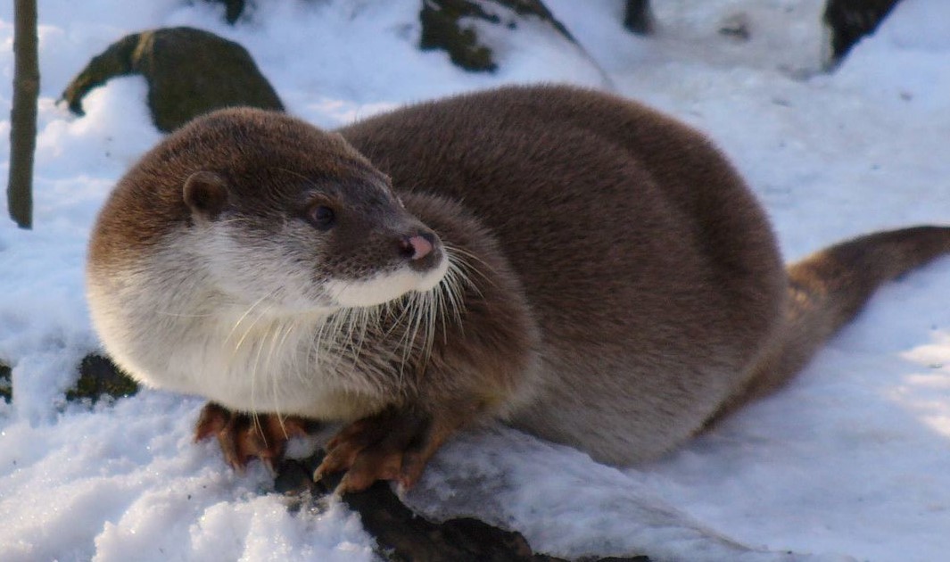 Latvijas dzīvnieki | Plēsēji